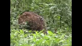 MUTHANGA FOREST WILD LIFE