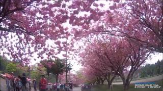 石崎地主海神社の桜並木道