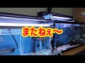 【金魚】【今日の魚達】