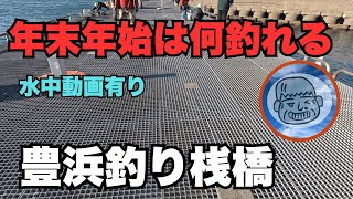 豊浜釣り桟橋　年末年始は何釣れる　ファミリーでも楽しめます　サビキ釣り　2024.12.29