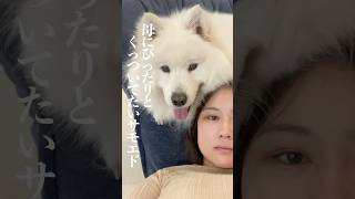 母が大好きすぎてぴったりくっついているサモエド #サモエド #samoyed