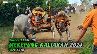 NGELUASAN...!! Part Satu // Makepung kaliakah 2024 #mekepung