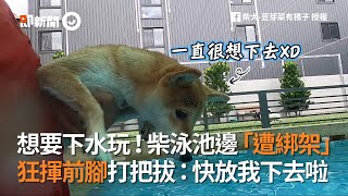 柴想游泳！泳池邊狂揮前腳打把拔：快放我下去啦｜寵物｜柴柴｜柴犬豆芽菜有橘子