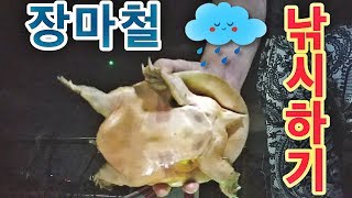 장마철에 낚시하기! 이거 자라인가?? (민물 원투낚시) 자라, 장어낚시 soft-shelled turtle fishing [괴짜낚시TV]