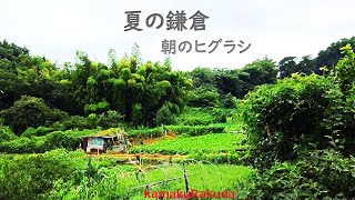 [4K] Kamakura in summer, Cicadas in the morning (please turn on the subtitles)