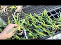 SEEDLING ANGGREK VANDA IMUT PLANT SEHAT