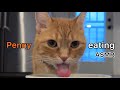 ASMR Dinnertime w/ Penny!