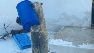 20221220朝ごはんを食べている様子です。ステージ上の魚と肉を食べています。ドラム缶を投げて遊んでいます。