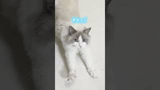 うわっきゃ！と鳴く猫が可愛すぎる【ラグドール】【かわいい】