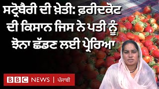 Strawberry Farming in Punjab: Youtube ਤੋਂ ਸਿੱਖ ਕੇ Faridkot ਦੇ ਕਿਸਾਨ ਕਮਾ ਰਹੇ ਲੱਖਾਂ | 𝐁𝐁𝐂 𝐏𝐔𝐍𝐉𝐀𝐁𝐈