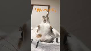 よく載ってきます💤#short #うさぎ #rabbit #ミニウサギ #長女すみちゃん