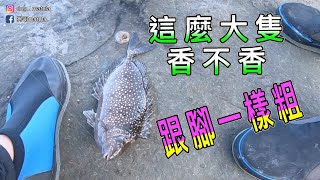 釣這麼大隻的臭肚，沒話說，狗哥以2比0落敗認輸＃釣魚＃磯釣