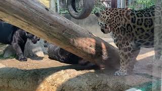 🐆わんぱく坊主アステカ君をママが押さえつける💕😅(王子動物園)