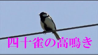 シジュウカラの多彩なさえずり