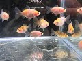 寿恵廣錦４月孵化幼魚