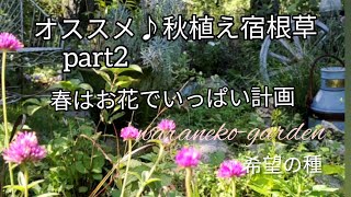 オススメ　秋植え宿根草　part2  新しい苗　種蒔き　春はお花でいっぱい計画　＼希望の種 My recommended perennial　part2