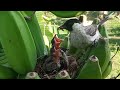 Mother bird goes into the nest to take the caterpillars | 6 days