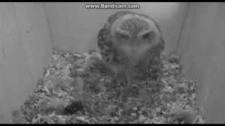 2014-08-30 little owl/Steenuil