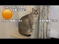 耳掃除にうっとりする猫が可愛い過ぎた