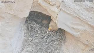 מה אוכלים הרחמים? - Israel Raptor Nest Cam - עופות דורסים בשידור חי