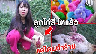 เรื่องจริง ลูกไก่สีโตแล้ว ถูกทำร้าย จะรอดมั้ย?! | แพนด้า กุ๊กกุ๊ก