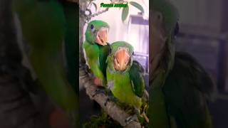 funny parrots🤪🦜hei hei මේ මදුරුවන්ගෙන් නම් පුදුම කරදරයක් තියෙන්නෙ🤪🦜🦜 #funny #parrot #shorts