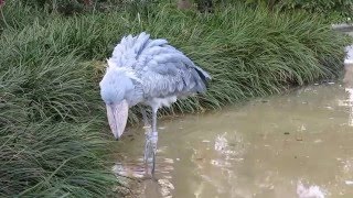 shoebill、ハシビロコウの捕食＠アサンテ編