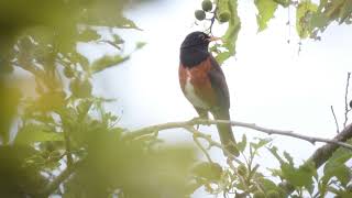 アカコッコ 　さえずり  Izu thrush