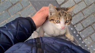 Little Street Cat hugs me and doesn't want me to leave.