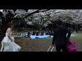 sakura in yoyogi part 1