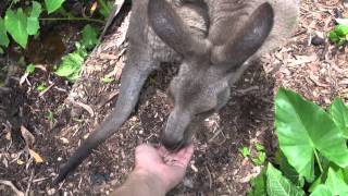 カンガルーにエサをあげる オーストラリア ケアンズ Kangaroo eat food in Austraria Cairns