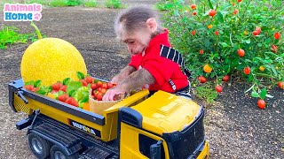 Farmer BiBi drive truck to harvest fruits