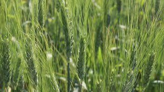 AgweekTV: Cereals Crop Tour - Central ND \u0026 Southeast MN