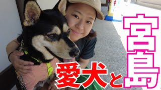 【広島旅行】前編　犬と泊まれる宿で愛犬の甘える愛おしい姿に癒された