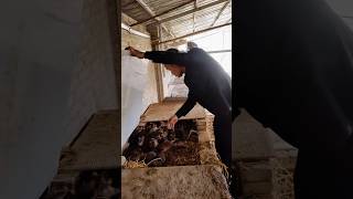 Rat farming in China !