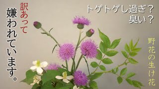 【嫌われ者】雑草だけど、綺麗でしょ？【ノアザミ】理由があるから仕方がない❓トゲトゲせすに楽しくしましょ🎵