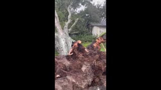 Hurricane Ian knocks down large tree in the Raintree area of Temple Terrace