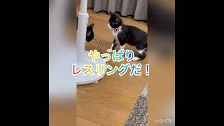 仲が良いだか悪いだか？🙄