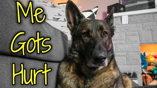 There's Something Wrong :( with Enzo our German Shepherd.