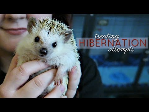 Hedgehog Care: Hibernation & How to Treat It Hedgehog Care: Hibernation & How to Treat It