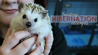Hedgehog Care: Hibernation & How to Treat It