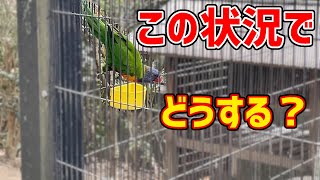 停まり木のないエサ箱に悩むゴシキセイガイインコ【Rainbow Lorikeet】