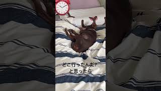 寝るのが僕の仕事です！ #shorts #犬のいる生活 #シニア犬 #ミニチュアピンシャー