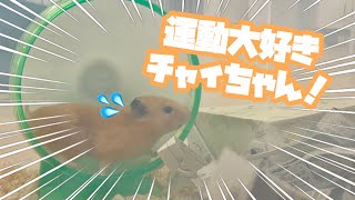 【WaNファミリー】運動大好きチャイちゃん！ 動物専門学校トリマー 動物看護師　アクアリウム 動物のお仕事