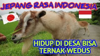 TERNAK KAMBING DI PEDESAAN JEPANG