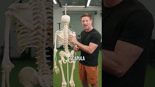 How To (actually) Fix Tight Upper Traps