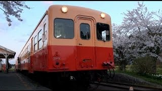 【小湊鉄道】桜の季節・夕刻の高滝駅と上総大久保駅にて