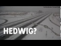 real life hedwig owl spotted on traffic cam