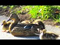 Mama Duck Fights Off ANGRY MOTHER Attacking Ducklings