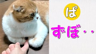 香箱座りの猫に指ズボしてみたら‥＃shorts